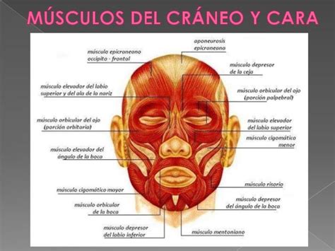 Musculos De La Cara Y Craneo