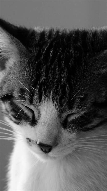 Cat Desktop Wallpapers Iphone Cats Sleepy Siamese