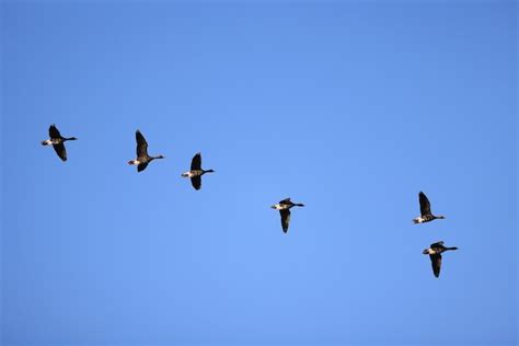 Premium Photo Mallard Duck In The Wild Migratory Bird Seasonal