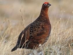 Follow these tips for a better meat shop near me. Scottish Red Grouse, Buy Scottish Red Grouse, Where can I ...