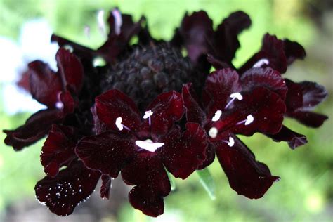 Scabiosa Atropurpurea Black Knight Seed And Similar Items