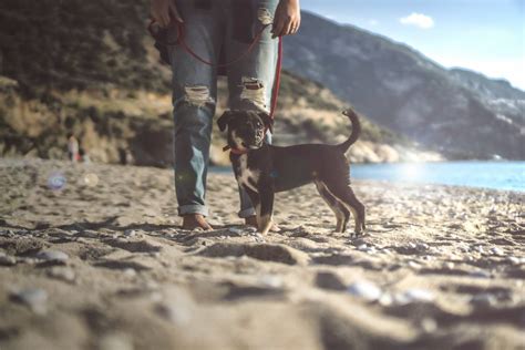 In hawaii, the spirit of aloha normally greets visitors with warmth and welcome. New Rules Hawaii Pet Quarantine Rules Speeds Up Process ...