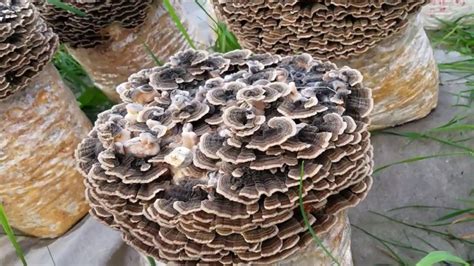 how to grow turkey tail mushrooms a step by step guide