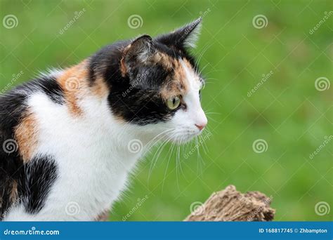 Tortoiseshell And White Cat Stock Image Image Of Outdoors Kitten