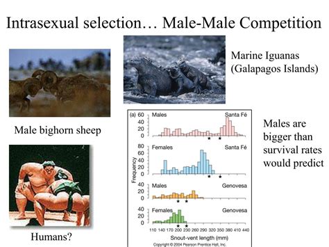 Ppt Males And Females Evolved After Sex Powerpoint Presentation Free