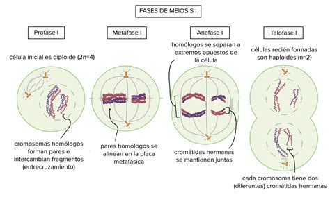 Las Fases De La Meiosis Iprofase I La Célula Inicial Es Diploide 2n