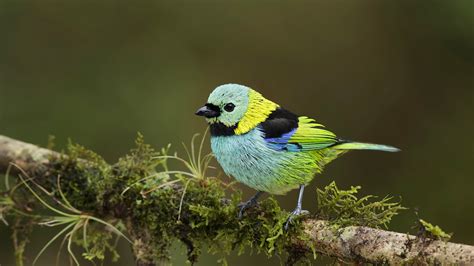 Green Headed Tanager Bing Wallpaper Download
