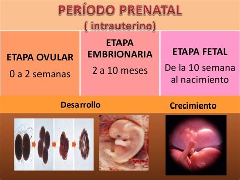 Etapa Prenatal Por Karla Armas
