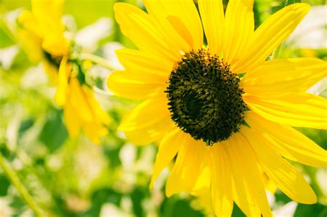 openSUSE Revolution: Sunflowers