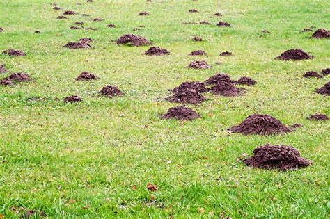 House mice measure 12 to 20 cm in length, including the tail, and weigh 12 to 30 grams. What You Need to Know About Moles And Voles | DIY