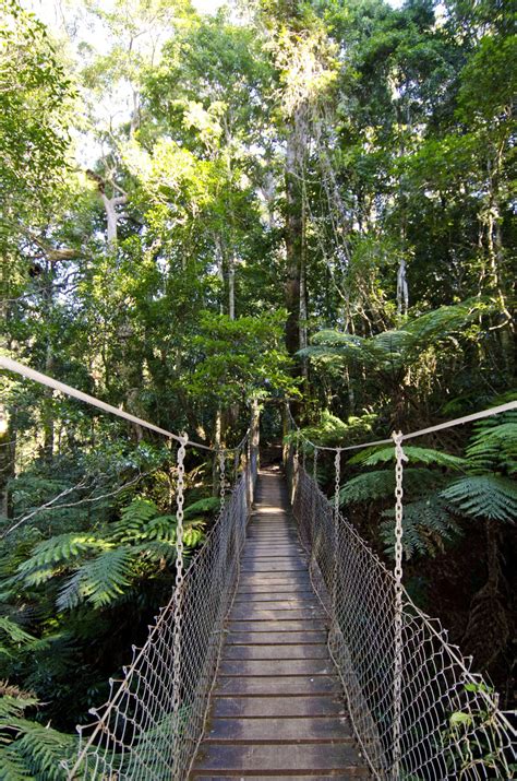 O'Reilly's Tree Top Walk - Scenic Rim