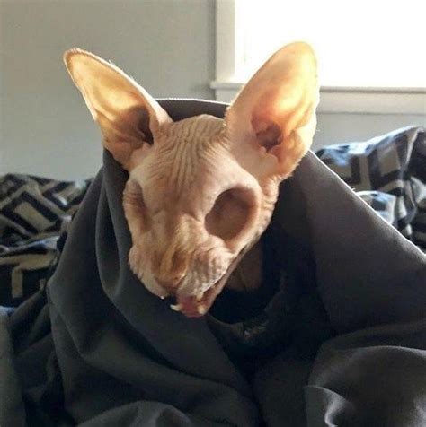 Cats Image By Perie Hairless Cat Sphynx Cat Cute Animal Videos