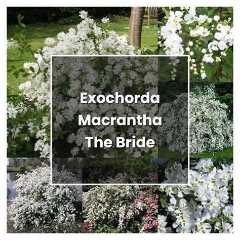 How To Grow Exochorda Macrantha The Bride Plant Care And Tips Norwichgardener