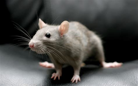 Wallpaper Mouse Rodent Sitting Gray 2560x1600 Wallhaven 645123
