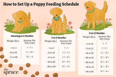 Puppy Feeding Schedule Look At The Chart Follow The Tips Vlrengbr