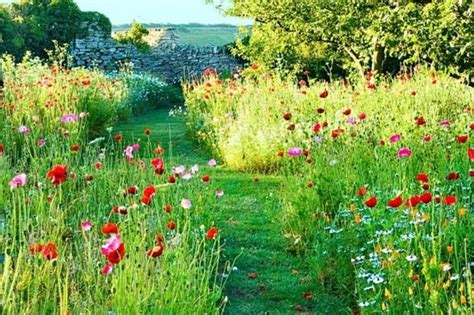 You may need to keep this up for two years until it's ready to be planted with wildflowers. 1000+ images about Garden on Pinterest | Gardens ...