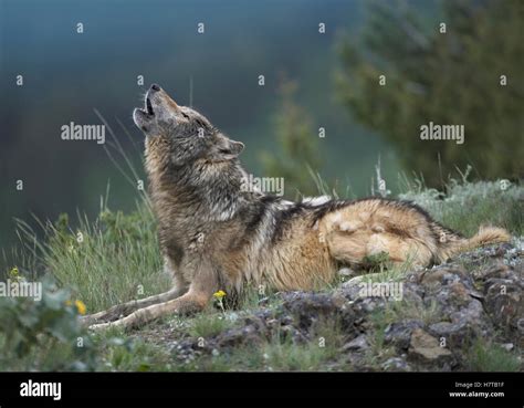 Gray Wolf Canis Lupus Howling North America Stock Photo Alamy