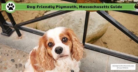 Need to find a pet friendly vacation rental in new hampshire? Dog-Friendly Plymouth, Massachusetts | Dog-Friendly ...