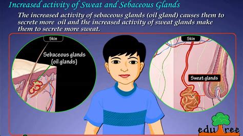 Sweat And Sebaceous Glands By Edutree Hd Youtube