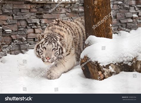 Young White Tiger Hunting On Snow Stock Photo 105856766 Shutterstock