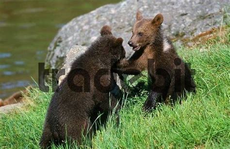European Brown Bear Cubs Playing Ursus Arctos Cub Download Animals