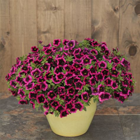 Inventory changes daily thus we cannot promise that a particular plant will be in stock when you arrive to shop. Superbells® Blackcurrant Punch™ - Calibrachoa hybrid ...