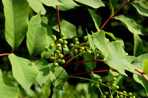 Are Hydrangea Leaves Poisonous To Humans - Are Dried Hydrangeas Poisonous