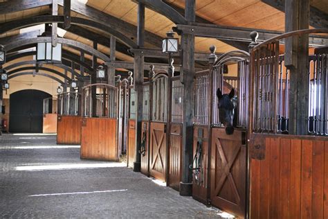 Horses and humans have enjoyed a close relationship with each other for tens of thousands of years. Gestüt Peterhof | Die Filmmotivdatenbank für das Saarland ...