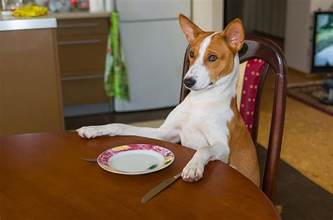 Maybe you would like to learn more about one of these? Ask a Vet: How Much Should I Feed My Dog?