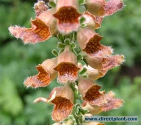 Vingerhoedskruid is een plant die van nature in nederland voorkomt. Tuingerei - Digitalis Ferruginea (vingerhoedskruid) P9 van ...