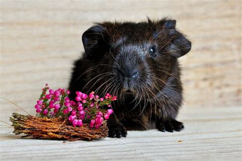We all admire flowers for their beauty, colour and fragrance but what about their taste? What Flowers Can Guinea Pigs Eat And Can't? Caution ...