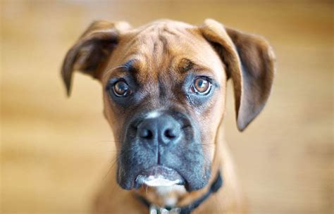Using this calculation (and rounding up for nice even numbers), along with the average weight for boxers puppies, gives us these estimations 10 Best Dog Foods For Boxers (2020 Guide)