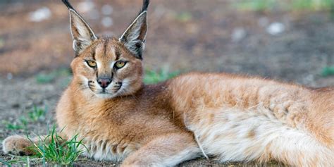The scent may serve to keep other caracals away or to indicate a willingness to breed. Caracal: A Complete Guide To The Caracals Of Africa ️