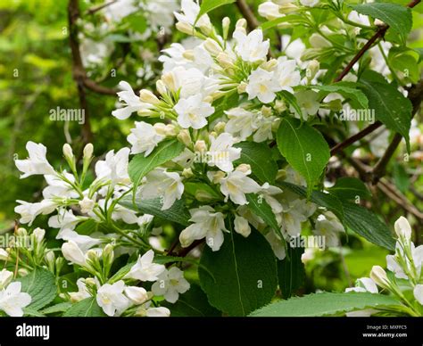 White Flowers Of The Hardy Early Summer Flowering Garden Shrub