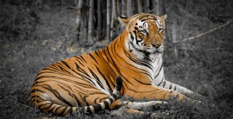 Tigre De Bengala Gran Depredador