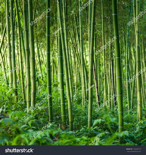 Bamboo Forest Stock Photo 154254173 Shutterstock