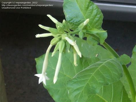 Plantfiles Pictures Flowering Tobacco Jasmine Tobacco Ornamental