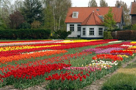 The house of flowers season 2 review: Flower Houses - XciteFun.net