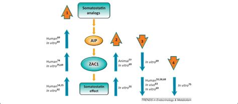 novel pathway for somatostatin analogs in patients with acromegaly trends in endocrinology