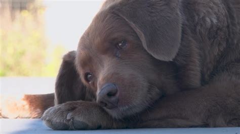 Curoco On Twitter Rt Reutersjapan 動画：30歳の犬を世界最高齢としてギネス記録に認定 ポルトガル