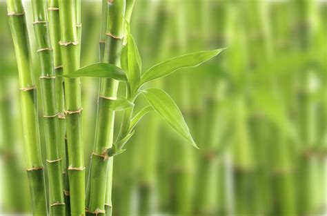 A Bamboo Plant With Lots Of Green Leaves