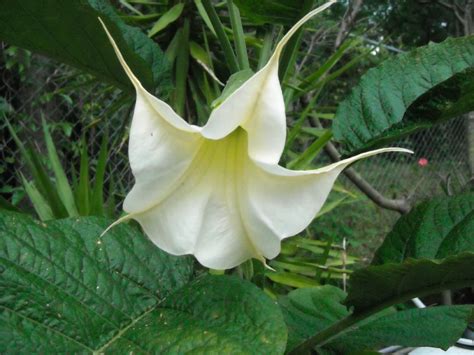 Brugmansia Arborea White Flowers Angels Trumpet Tree Fragrant Seed