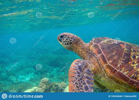 Sea Turtle Portrait Exotic Marine Turtle Underwater Photo