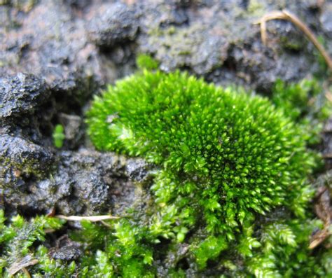 Using Georgia Native Plants Marvelous Moss