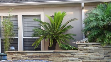 Palm tree identification by leaf. Life According to Lenetta: How to separate pups from Sago ...