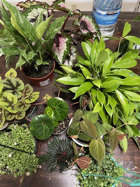 4 best u/your_momma_liz images on Pholder | Houseplants, Garden and