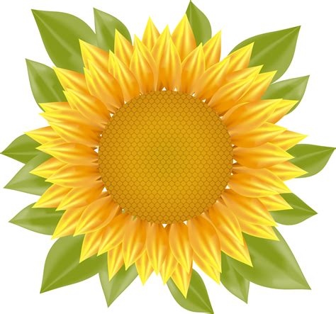Sunflower Vector At Getdrawings Free Download