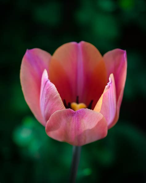Pink Tulip In Bloom · Free Stock Photo