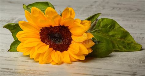Beautiful Yellow Sunflower Stock Image Image Of Floral 117340201