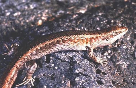 Cape Verde Giant Skink Declared Extinct In 2013 Due To Hunting And Use